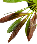 Red Rubin Sword (Echinodorus Horemanii E. Barthii) Pot - [AquaticMotiv]