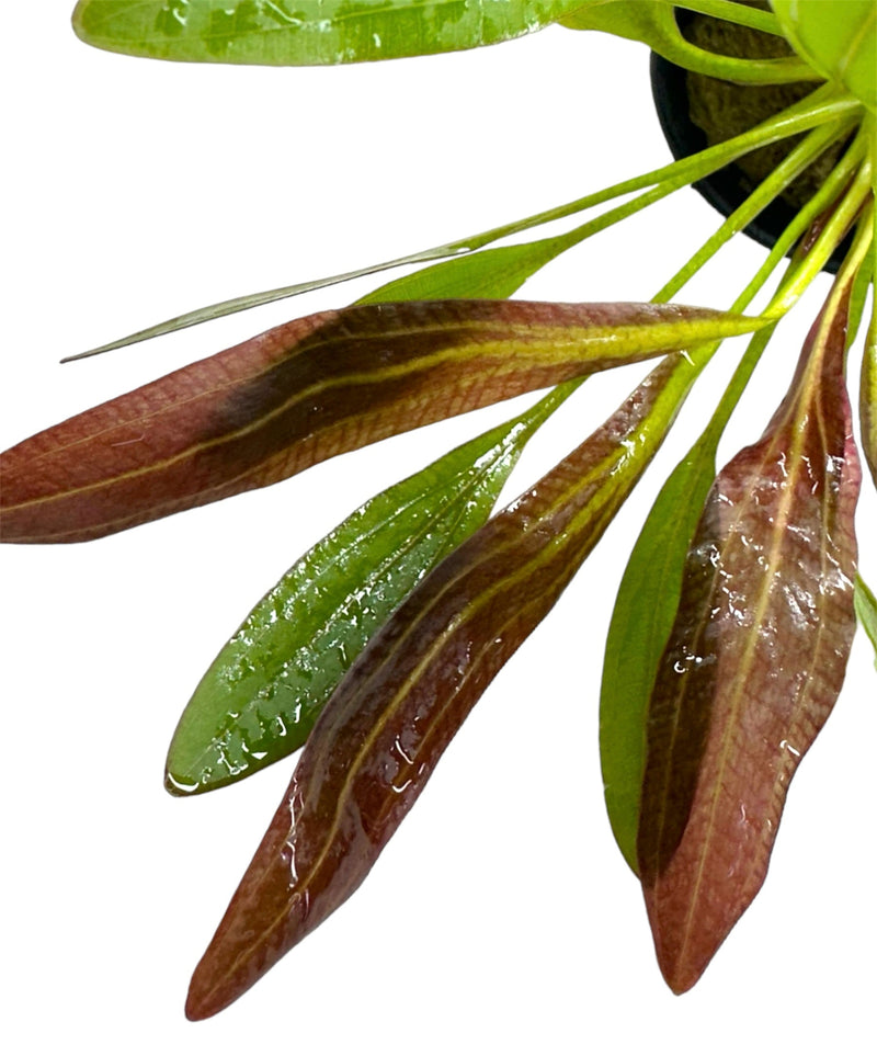 Red Rubin Sword (Echinodorus Horemanii E. Barthii) Pot - [AquaticMotiv]
