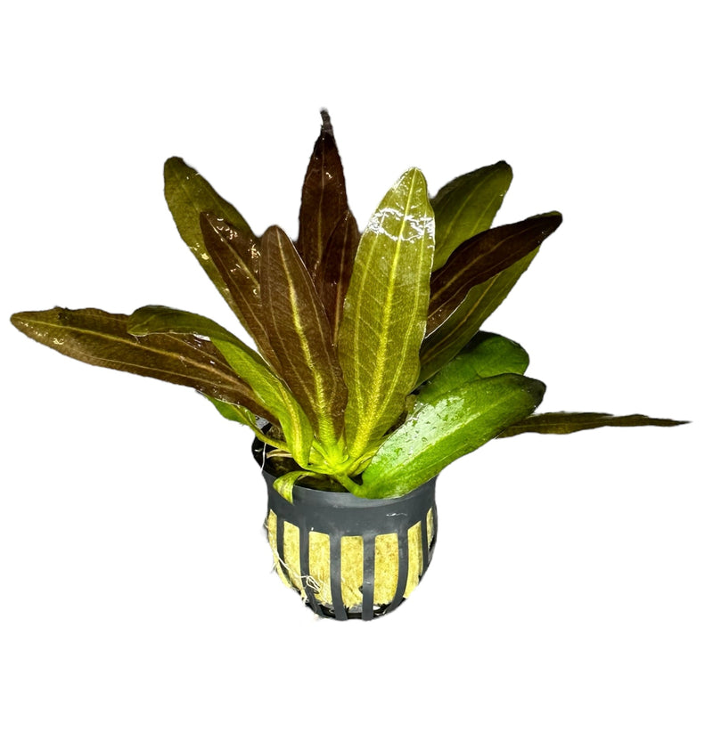 Red Rubin Sword (Echinodorus Horemanii E. Barthii) - AquaticMotiv