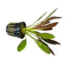 Red Rubin Sword Echinodorus Horemanii E. Barthii potted plant