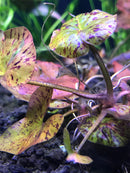 Red Tiger Lotus (Nymphaea zenkeri) - AquaticMotiv