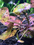 Red Tiger Lotus (Nymphaea zenkeri) with vibrant green and purple spotted leaves