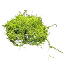 Vibrant green Riccia Fluitans moss with delicate stringy texture