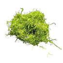 Riccia Fluitans green moss ball ornament with curly tendrils