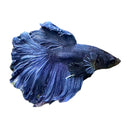 Rosetail Betta Male - [AquaticMotiv]
