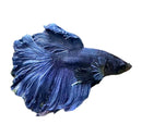 A striking deep blue rosetail betta male fish with flowing fan-like fins and a sleek scaled body