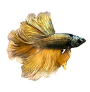 A vibrant gold and black rosetail betta male fish with flowing fan-like fins for aquarium display