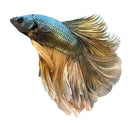 A vibrant blue and gold rosetail betta male fish with flowing translucent fins swimming gracefully