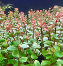 Vibrant Rotala Blood Red aquatic plant with green leaves and red edges