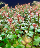 Rotala Blood Red - [AquaticMotiv]