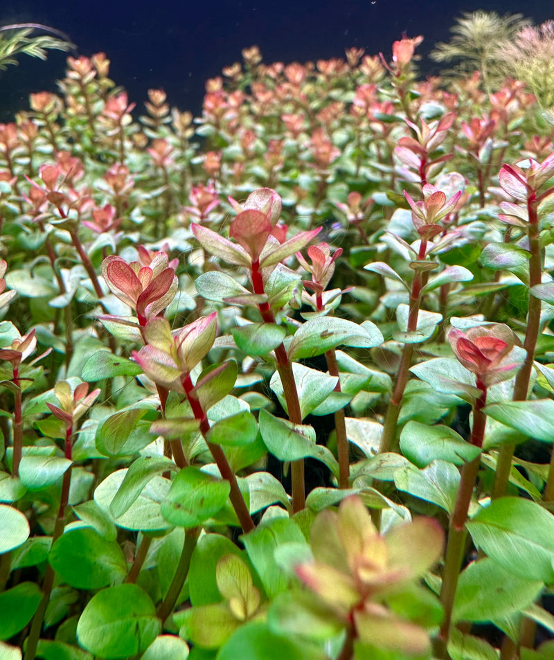 Rotala Blood Red - [AquaticMotiv]