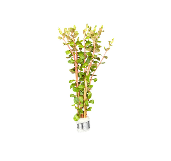 Rotala Blood Red - [AquaticMotiv]