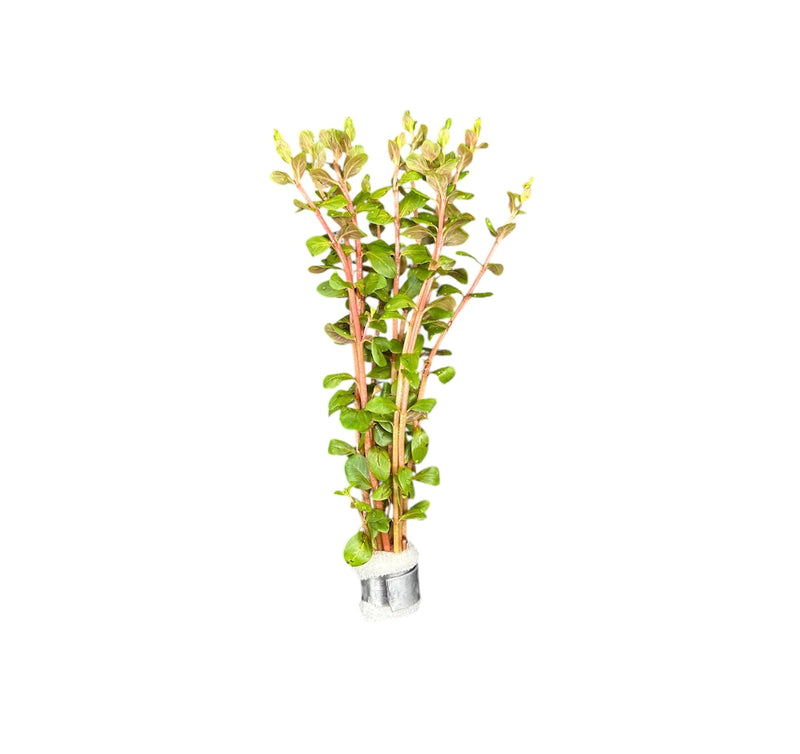 Rotala Blood Red - [AquaticMotiv]