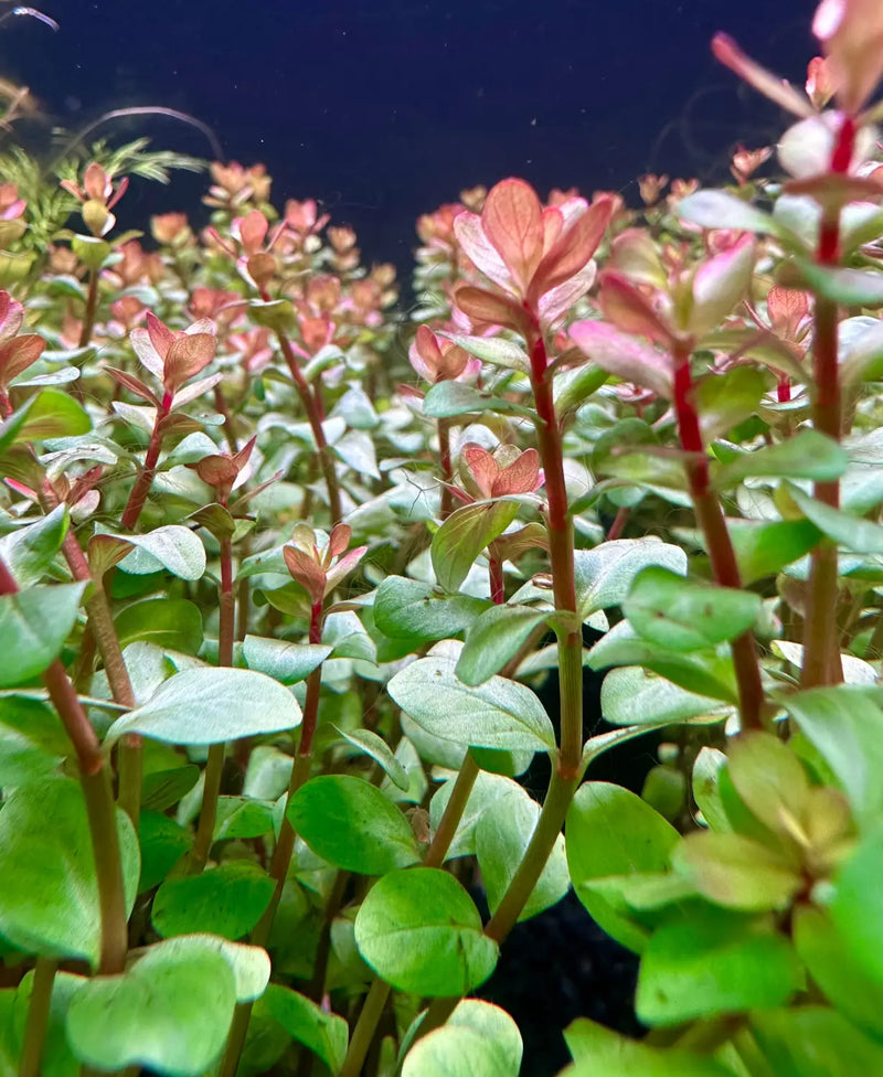 Rotala Blood Red Stem Plant for Vibrant Aquascapes