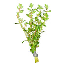 Rotala Bonsai green aquatic plant with small leaves and metal clip