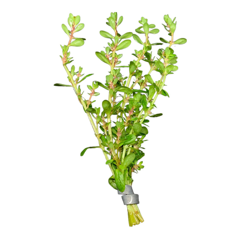 Rotala Bonsai - AquaticMotiv