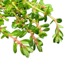 Rotala Bonsai green leafy plant with pointed leaves and pink stems