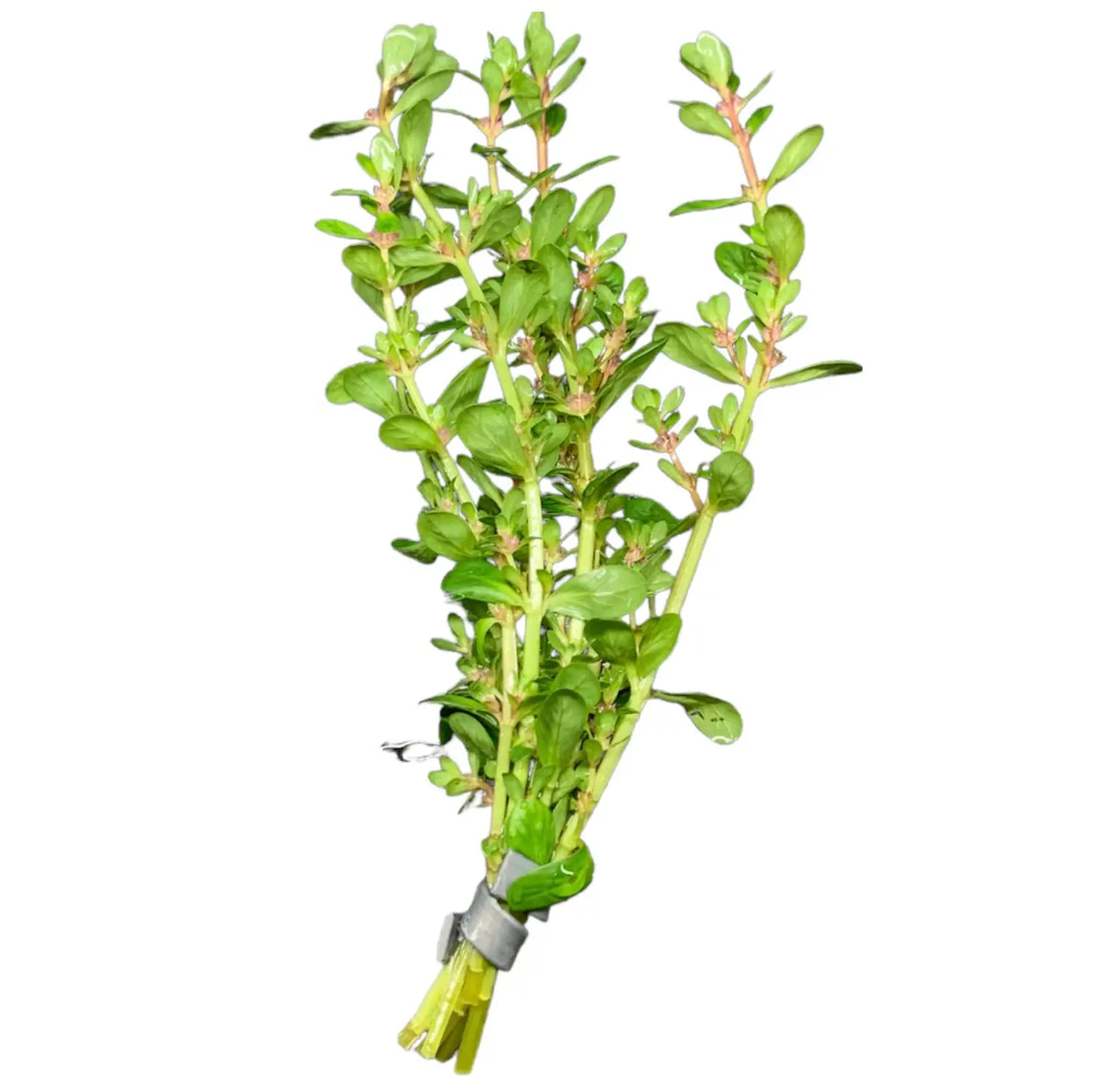 Rotala Bonsai Compact Growth for Foreground Design