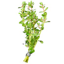 Rotala Bonsai green aquatic plant with small leaves and metal clip for aquariums