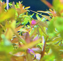 Purple Rotala Indica aquatic plant with green leaves for aquariums