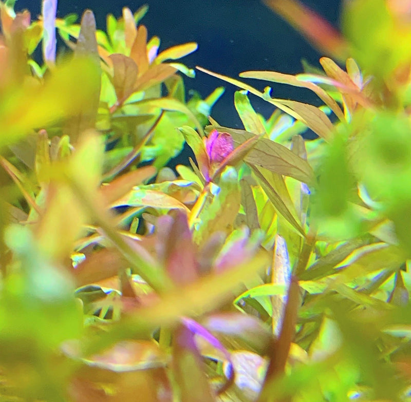 Rotala Indica - AquaticMotiv