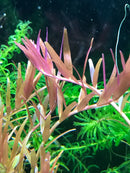 Rotala Indica rose-colored aquatic plant with slender leaves