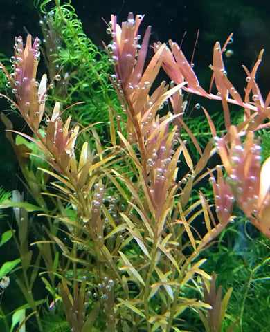 Gold and pink Rotala Indica aquatic plant with water droplets