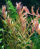 Rotala Indica - AquaticMotiv