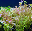 Rotala Indica: green aquatic plant with delicate pink flowers