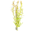 Rotala Indica - AquaticMotiv