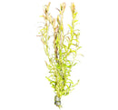 Rotala Indica green aquatic plant with white beads aquarium decoration