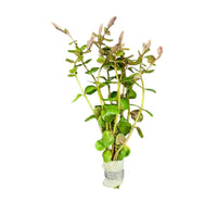 Rotala Indica green aquatic plant in clear glass vase with water