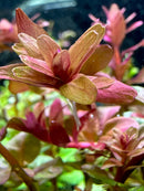 Vibrant rose-colored Rotala Macrandra aquatic plant for aquarium decor