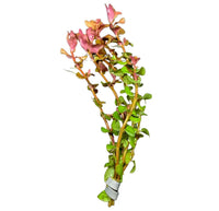 Pink and green Rotala Macrandra aquatic plant with metallic band