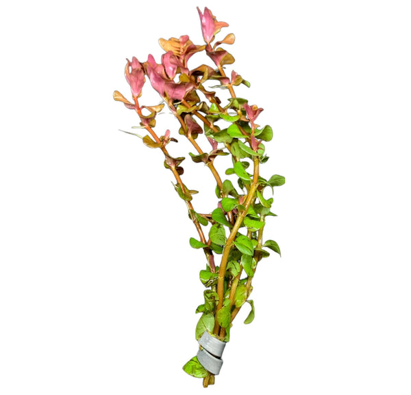 Rotala Macranda - AquaticMotiv