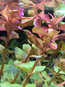 Red and green Ludwigia aquatic plant with glossy leaves, Rotala Macrandra