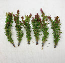 Six bundles of rotala macrandra live aquarium plants with red and green stems and visible roots tied at the base