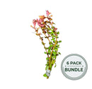Rotala macrandra live aquarium plant bundle with slender stems vibrant green leaves and pinkish red flower buds
