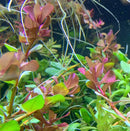 Rotala macrandra live aquarium plant with vibrant red and green delicate leafy stems thriving underwater