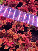 Rotala Macrandra Mini Pink with purple white LED grow light strip