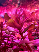 Vibrant Rotala Macrandra Mini Pink red aquatic plant with broad leaves