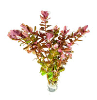 Pink and green Rotala Macrandra Mini Pink in clear vase