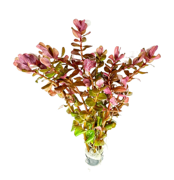 Rotala Macranda Mini Pink - [AquaticMotiv]