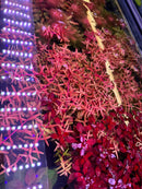 Red and pink LED light strip for Rotala Magenta aquarium plant