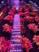 Rotala Magenta LED grow light strip with purple and white lights for indoor plants