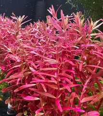 Vibrant Rotala Magenta pink aquatic plant with feathery leaves
