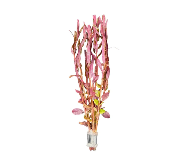 Rotala Magenta rose-colored artificial aquatic plant for aquariums