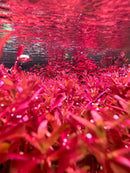Rotala Magenta Pot: red artificial aquatic plant with glossy leaves and water droplets