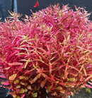 Vibrant red and orange Rotala Magenta Pot aquatic plant for aquariums