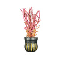 Pink and gold artificial coral in black striped pot, Rotala Magenta inspired by Seachoice